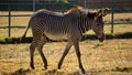 Male zebra walk