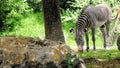 Male zebra