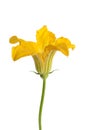 Male zucchini flower Royalty Free Stock Photo