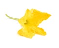 Male zucchini flower Royalty Free Stock Photo