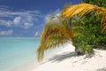 Maledives Island Palm Palme Royalty Free Stock Photo