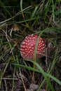 Malefic ovolo or Amanita muscaria, a poisonous and psychoactive mushroom