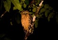 Maleise Visuil, Buffy Fish-Owl, Ketupa ketupu