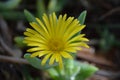 Malephora luteola yellow ice plant close-up