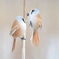Males of Bearded Tit are jumping on a reed stalk