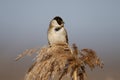 Males of common reed bunting