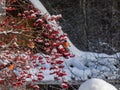 Males of Eurasian bullfinch Pyrrhula pyrrhula sitting on branches of guelder rose Viburnum opulus in winter. Males have red