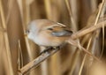 Males and females of The bearded reedling