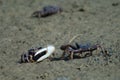 Males fiddler crabs Afruca tangeri confronted each other.