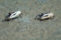 Males fiddler crabs Afruca tangeri on the sand.