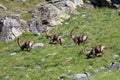 Males ibex (ibex goat) Royalty Free Stock Photo