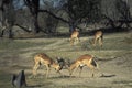 Males of impala gazelles fighting, Botswana.