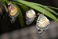 Males of Leopard Lacewing (Cethosia cyane).