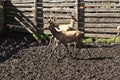 Males of marals with beautiful horns. Royalty Free Stock Photo