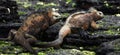 Males marine iguana fight. Royalty Free Stock Photo