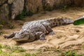 Crested crocodile - the largest animal of this species Royalty Free Stock Photo
