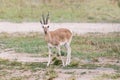 Males tibetan gazelle closeup Royalty Free Stock Photo