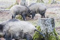 Males wild-boar fighting in a forest Royalty Free Stock Photo
