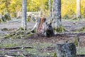 Males wild-boar fighting in a forest Royalty Free Stock Photo