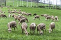 Flock of sheep in a meadow of green grass