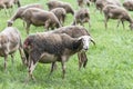 Flock of sheep in a meadow of green grass