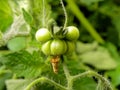 Malformed tomato Royalty Free Stock Photo