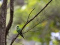 Malherbe\'s Parakeet, Cyanoramphus malherbi Royalty Free Stock Photo