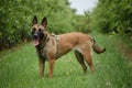 Malinois Royalty Free Stock Photo