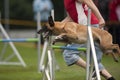 Malinois on agility competition single hurdle