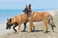 Malinois on beach Royalty Free Stock Photo