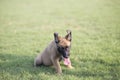 Malinois