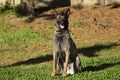 Malinois Belgian Sheepdog in sitting position without moving and waiting for orders