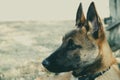 Malinois belgian shepherd