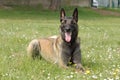 Malinois Belgian Shepherd dog in a couhed position without moving with a keen eye and waiting for orders Royalty Free Stock Photo