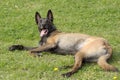 Malinois Belgian Shepherd dog in a couhed position without moving with a keen eye and waiting for orders Royalty Free Stock Photo