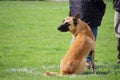 A Malinois Belgian Shepherd Dog does not move while his teacher speaks to the judge