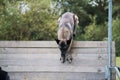 A Malinois Belgian Shepherd Dog jumps a high fence for a dog competition