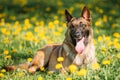 Malinois Belgian Shepherd Dog Resting In Green Grass Royalty Free Stock Photo