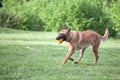 Malinois Belgian Shepherd dog running in a park and playing to fetch a ball, in a dog game called fetching, traditional for canine Royalty Free Stock Photo