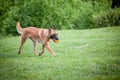 Malinois Belgian Shepherd dog running in a park and playing to fetch a ball, in a dog game called fetching, traditional for canine Royalty Free Stock Photo