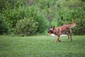 Malinois Belgian Shepherd dog running in a park and playing to fetch a ball, in a dog game called fetching, traditional for canine Royalty Free Stock Photo