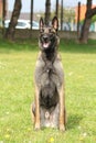 Malinois Belgian Shepherd dog in seated sitting at the watchful eye and waiting for orders Royalty Free Stock Photo