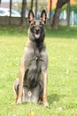 Malinois Belgian Shepherd dog in seated sitting at the watchful eye and waiting for orders Royalty Free Stock Photo