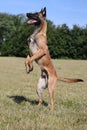 Malinois Belgian Shepherd dog waiting to play with his ball, canine sport training in the game Royalty Free Stock Photo