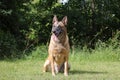 Malinois Belgian Shepherd dog waiting to play with his ball, canine sport training in the game Royalty Free Stock Photo