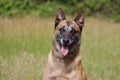 Malinois Belgian Shepherd dog waiting to play with his ball, canine sport training in the game Royalty Free Stock Photo