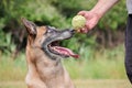 Malinois Belgian Shepherd dog waiting to play with his ball, canine sport training in the game