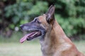 Malinois Belgian Shepherd dog waiting to play with his ball, canine sport training in the game