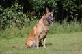 Malinois Belgian Shepherd dog waiting to play with his ball, canine sport training in the game Royalty Free Stock Photo