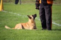 The Malinois Belgian Shepherd Dog watches the man in a suit and attacks if he moves